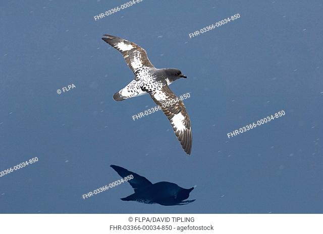 Cape Petrel Daption capense adult, in flight over sea, Antarctic Peninsula, Antarctica