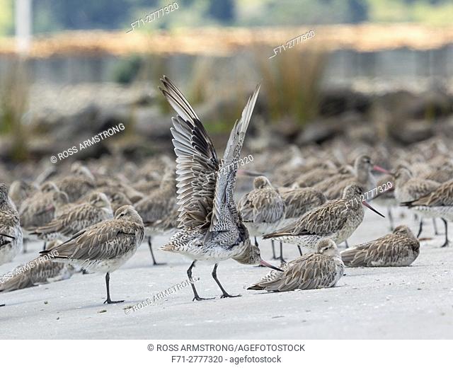 Bar-tailed godwits, Limosa lapponica, stretching at high tide at Marsden Bay, One Tree Point, Northland, New Zealand
