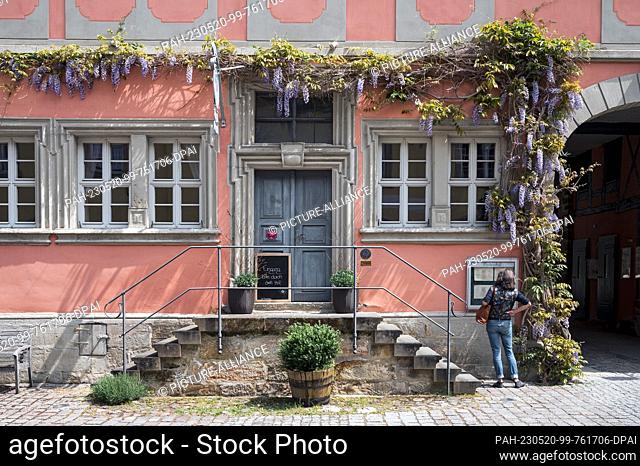 20 May 2023, Bavaria, Seßlach: A woman looks at the menu of the Pörtnerhof on whose house wall blue ivy is blooming. Photo: Daniel Vogl/dpa