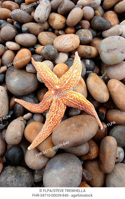 Common Starfish Asterias rubens adult, stranded on pebble beach, Chesil Beach, Dorset, England, january