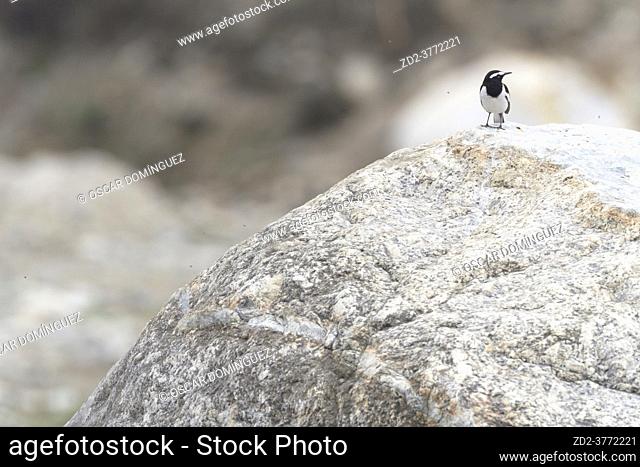 White-browed Wagtail or Large Pied Wagtail (Motacilla maderaspatensis). Nepal