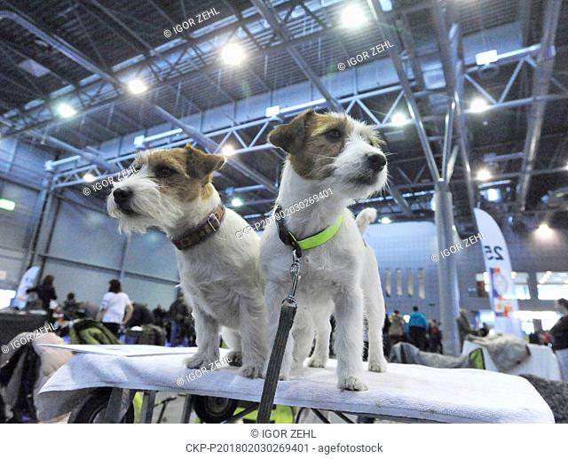 The Duo Cacib 2018 international breed show took place in Brno, Czech Republic, on Saturday, February 3, 2018. (CTK Photo/Igor Zehl)