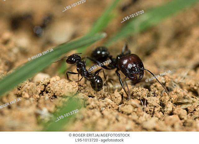 Workers of Messor barbarus in the vicinity of the nest organizing nest building and seed circulation