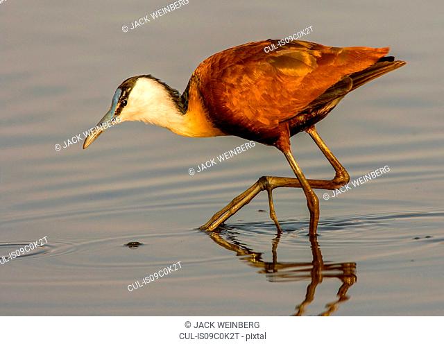 African jacana hunting in lake, side view, Kruger National park, South Africa