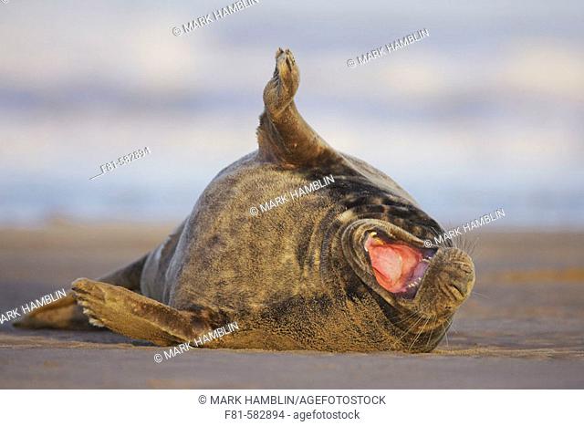 Grey Seal (Grypus halichoerus) bull calling. North Lincolnshire, UK. November 2005