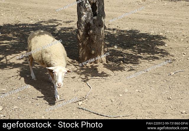 12 September 2022, Spain, Búger: A sheep rests in the shade of a fig tree during a heat wave and a yellow emergency warning for high temperatures after a summer...