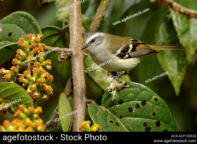 White-banded Tyrannulet (Mecocerculus stictopterus) perched on a branch in the Andes mountains in Colombia