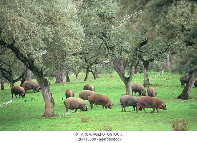 'Pata Negra' Pigs. Sierra de Aracena. Huelva province. Spain