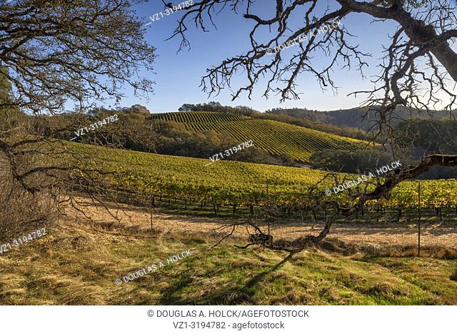 Napa Valley Vineyards in Fall, Napa California USA