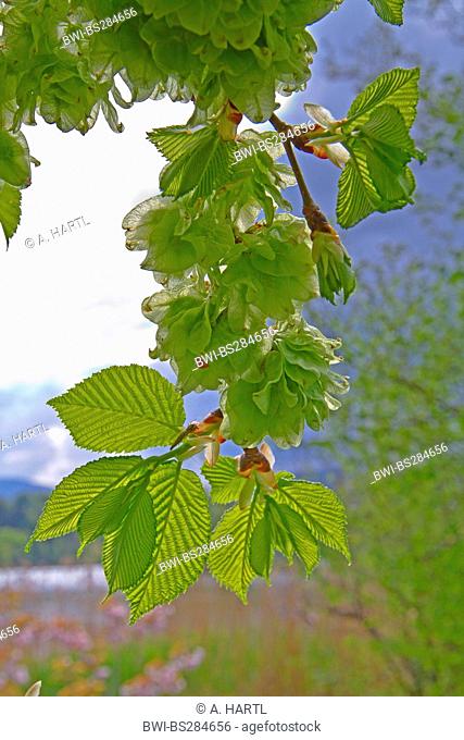 Scotch elm, Wych elm (Ulmus glabra, Ulmus scabra), branch wirth fruits in backlight, Germany, Bavaria