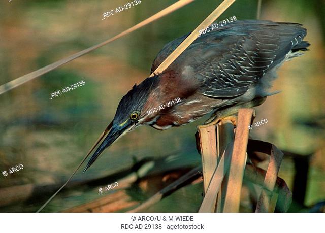 Green-backed Heron Everglades national park Florida USA Butorides striatus