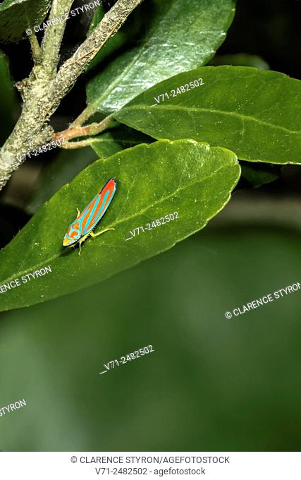 Candy-striped Leafhopper (Graphocephala coccinea) on Yaupon (Ilex vomitoria) Leaf