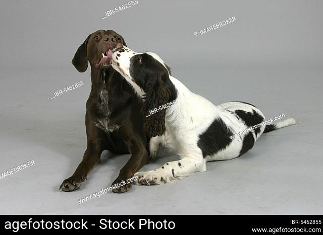 German Shorthaired Pointer and English Springer Spaniel puppy, puppy, German Shorthaired Pointer and English Springer Spaniel, indoor, studio
