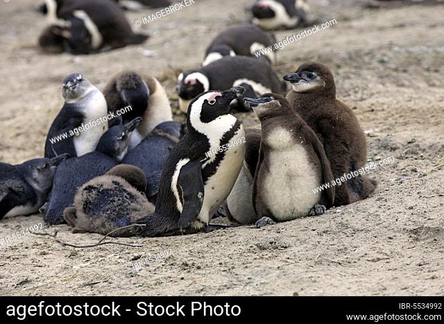 African penguin (Spheniscus demersus) with young, Boulders Beach, Simonstown, Western Cape, South Africa, Africa