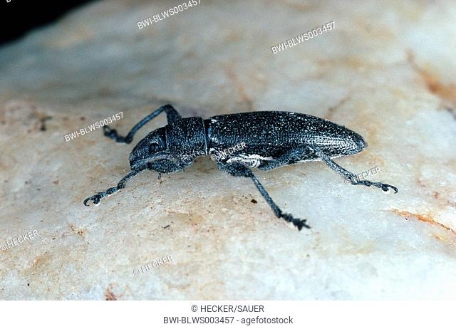 snout beetle, weevil Lixus ascanii