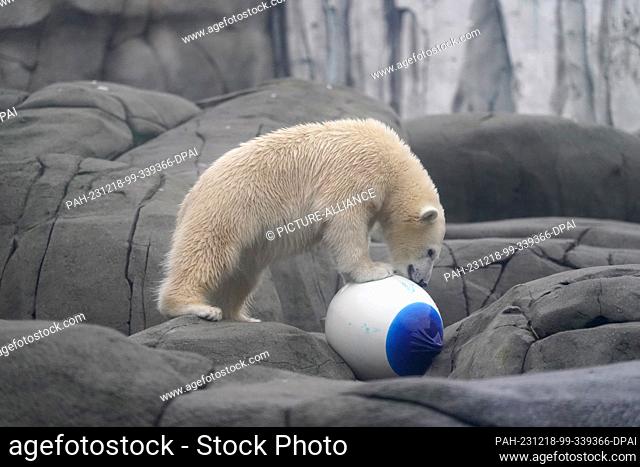 18 December 2023, Hamburg: Polar bear girl Anouk plays in the polar bear enclosure in the Arctic Ocean at Hagenbeck Zoo. Anouk will be one year old on 19