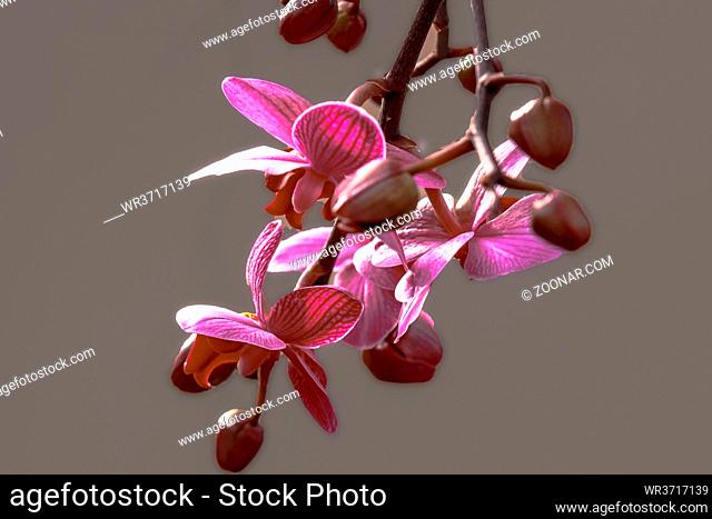 Phaleonopsis Orchidee, Blütenzweig, pinkfarben