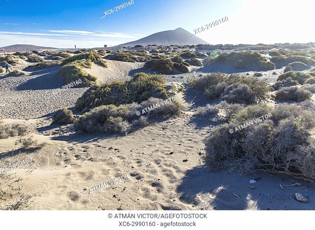 Sand dunes and tabibas in El Medano beach. Montaña Roja on the background. Tenerife island