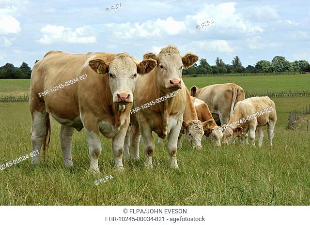 Domestic Cattle, Simmental herd, standing in pasture, England