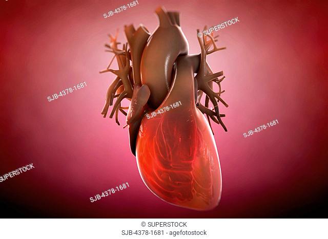 Diagram of a heart