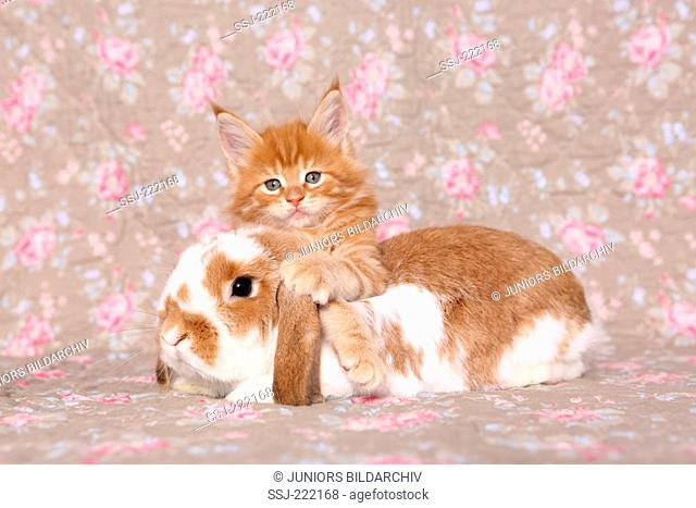 American Longhair, Maine Coon. Kitten (6 weeks old) and Dwarf lop-eared rabbit, seen against a floral design wallpaper