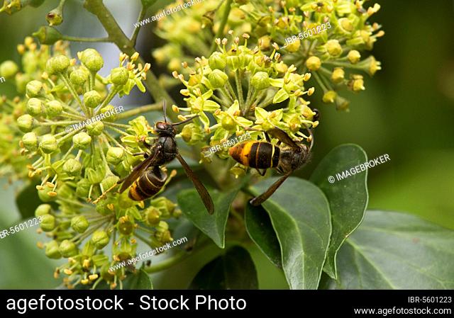 Asian asian hornet (Vespa velutina) introduced two adult species feeding on common ivy (Hedera helix) in autumn, Dordogne, France, Europe