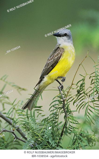 Couch's Kingbird (Tyrannus couchii), adult perched on mesquite tree, Starr County, Rio Grande Valley, South Texas, USA