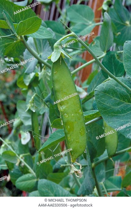 Pea 'Goliath', Snow Pea in June with large edible Pods