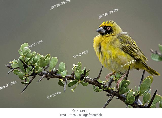 African masked weaver Ploceus velatus, male sitting on a branch, South Africa, Western Cape, Karoo National Park