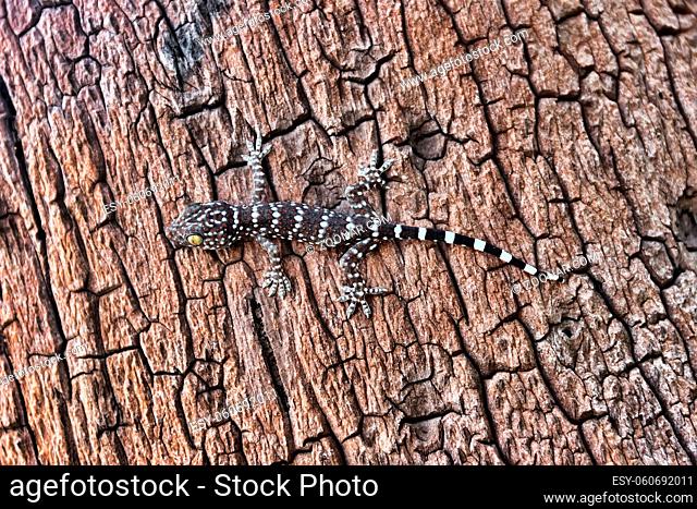 A gray-colored Toki Gecko (Gekko gecko) on the stump of a Thailand tree. Close up