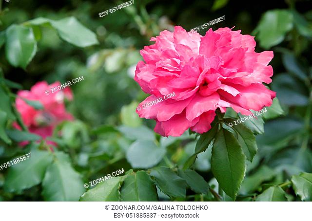 Beautiful pink flower tea-hybrid rose , blooming in the garden . Photographed close-up