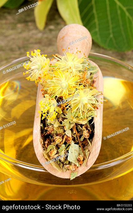 Cup lime blossom tea (Tilia platyphyllos), summer linden, lime blossom tea