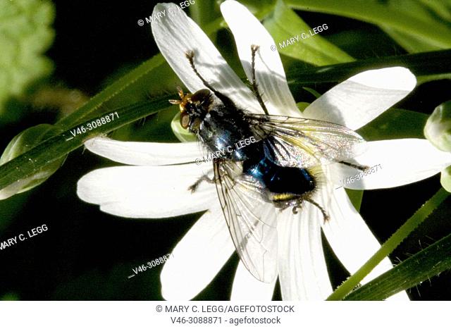 Fly on Greater Stichwort, Stellaria holostea