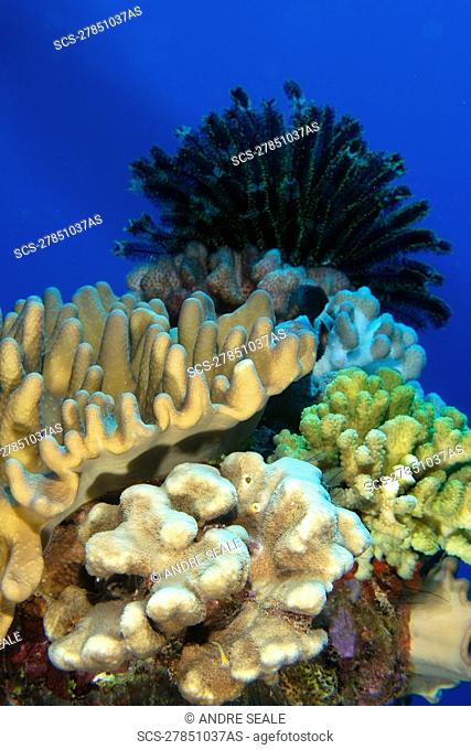 Corals and crinoid, Namu atoll, Marshall Islands N Pacific