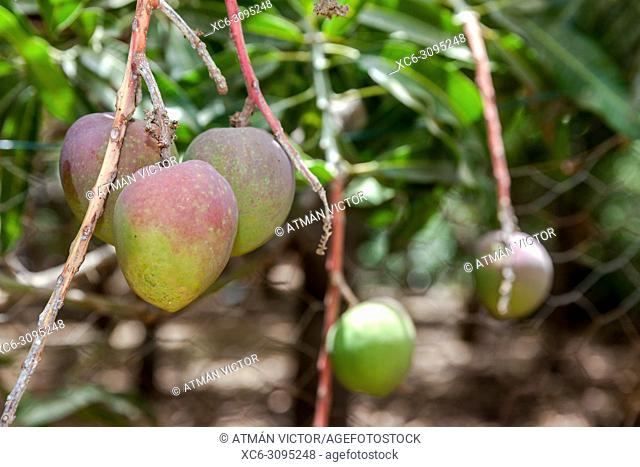 unripe mangoes hanging on a tree branch