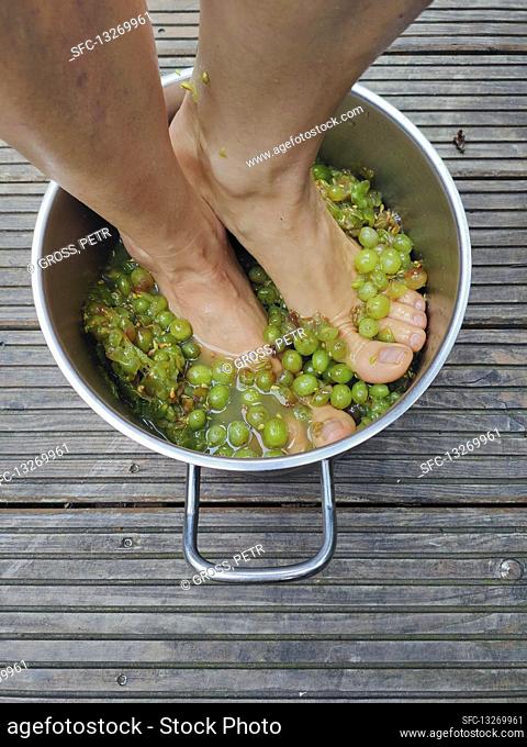 Juicing grapes with feet