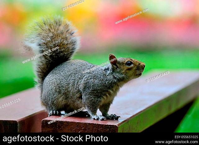 Portrait of a gray squirrel on a picnic table