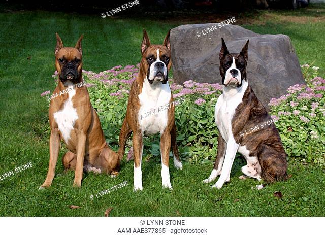 Three boxers sitting on lawn by sedum plants and boulder; showing fawn color(L), light brindle (center) and dark brindle (R); Island Lake, Illinois, USA (AB)