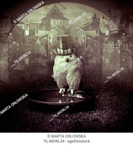 Conceptual image of owl wearing top hat winking