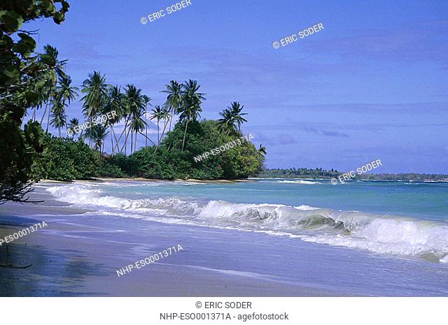 BEACH WITH COCONUT PALMS Crown Point, Atlantic coast of Tobago, Caribbean