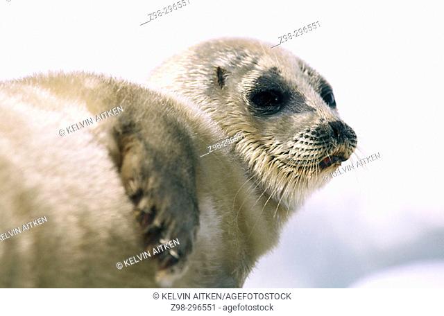 Ringed seal (Phoca hispida). Arctic and Subarctic