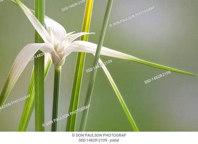 White Topped Sedge Dichromena colorata known as Star Grass or Star Rush