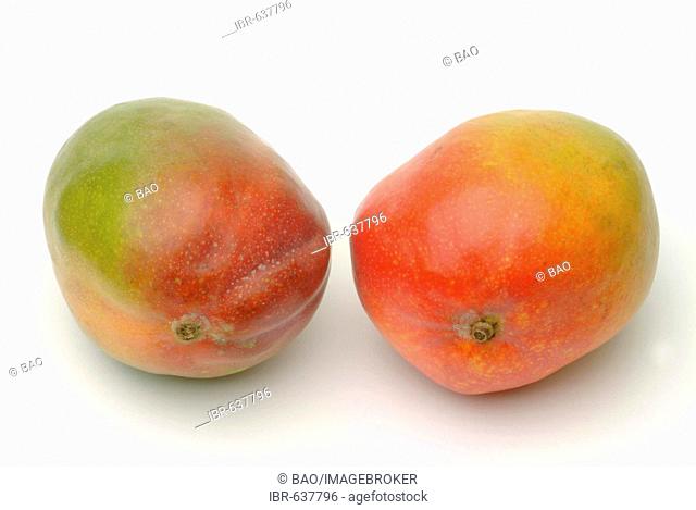 Mangoes (Mangifera indica)