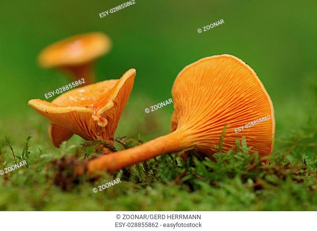 False chanterelle (Hygrophoropsis aurantiaca)
