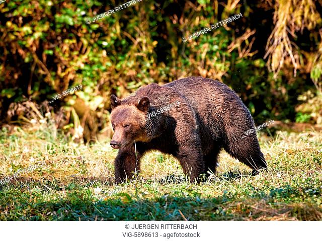 Grizzly bear, Ursus arctos horribilis, Great Bear Rainforest, Knight Inlet, Johnstone Strait, Broughton Archipelago, British Columbia, Canada - Knight Inlet
