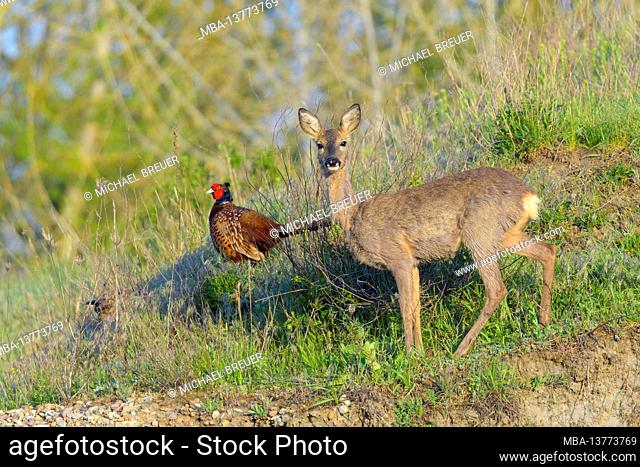 Roe deer (Capreolus capreolus) and pheasant (Phasianus colchicus) in spring, April Hesse, Germany