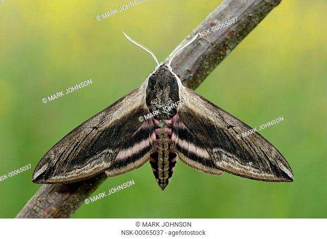 Privet Hawk Moth (Sphinx ligustri) resting on a twig, England, Lincolnshire
