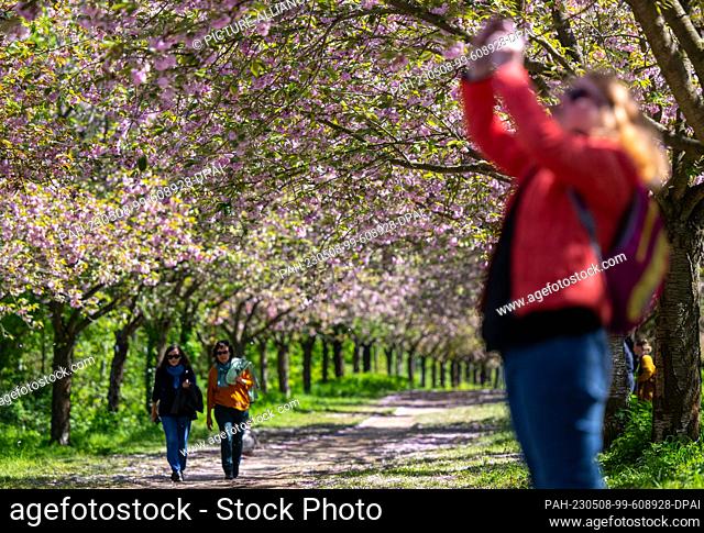 08 May 2023, Brandenburg, Teltow: Strollers walk under blossoming cherry trees in TV Asahi cherry blossom avenue. Photo: Monika Skolimowska/dpa/ZB