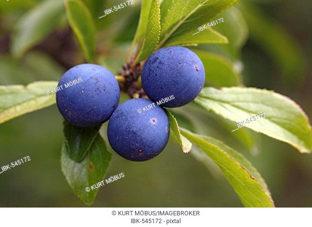 Blackthorn fruits (Prunus spinosa)