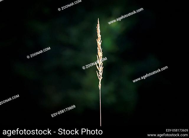 Blade of grass in the forest which is illuminated by the sun in Bavaria, Germany